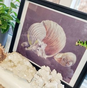 Print of shell still life drawing framed